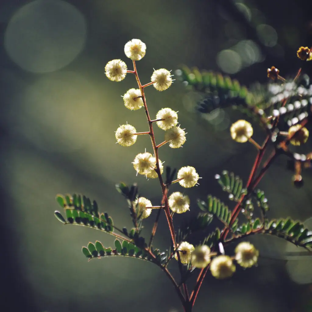 Australian wattle in the sun